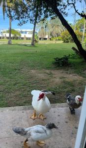 Fotografie z fotogalerie ubytování Acogedor Apto Con Vista Panorámica en Tucacas v destinaci Tucacas