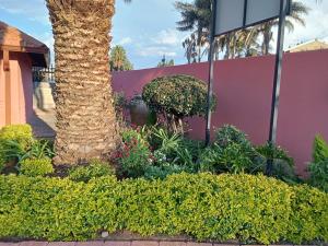 a palm tree and bushes in front of a pink building at MAU Cottage in Krugersdorp