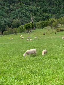 un troupeau d'ovins herbivores dans l'établissement Merino Cottage Meadowbank Lake, à Ellendale
