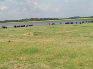 a herd of elephants in a field near a body of water at Sigiriya Lions Rest Hostel in Sigiriya