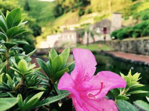 Zahrada ubytování Ribeira dos Caldeirões