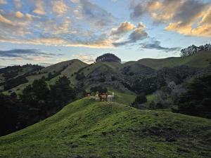 a group of animals standing on top of a hill at The Nest in Tasman