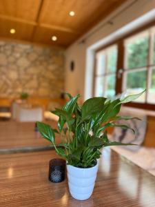 a plant in a white vase sitting on a table at Landhaus Bergfreude in Berwang +76 photos