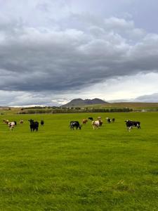 a herd of cows grazing in a green field at Hellisholar Cottages in Hvolsvöllur