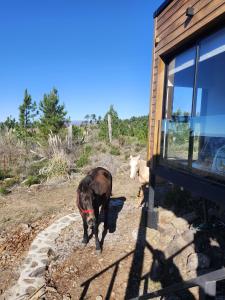 a dog is standing next to a building at Brisas de la Cayana Cabaña Villa Alpina in Villa Alpina +22 photos