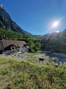 a cow standing in a field next to a house at Bujtina Sherifaj in Valbonë