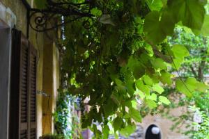 Κήπος έξω από το Stay with a Magical Terrace +22 φωτογραφίες