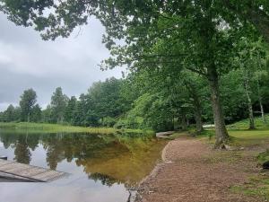 a tree sitting next to a body of water at 4 person holiday home in DALS ROSTOCK in Dals Rostock