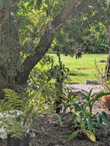 a garden with a tree and some plants at The Garden Flat in Mangonui