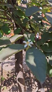 a green plant with a small white flower on it at Complejo Los Azahares in Presidencia Roque Sáenz Peña
