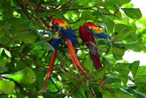 Fotografie z fotogalerie ubytování Villa Iguanas v destinaci Orotina