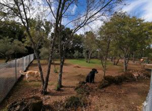 Taman di luar Checkout 20h-Aldea Vetonia Alojamientos con Encanto- Mascotas Aceptadas-Chiquipark 2 plantas cubierto-Info y dudas 618-95-92-51 Grupos hasta 100 plazas- A 1 min de Hervás- Carga eléctrica coches gratis