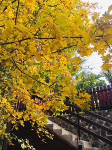 a tree with yellow leaves in front of a bench at Hegyi-lak vendégház in Praid