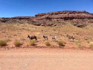 un gruppo di animali che camminano nel deserto di Rustic Family Glamping Tent for Outdoor Adventure Lovers by the Colorado River in Moab, Utah a Allen Memorial Hospital Heliport Altre 22 foto