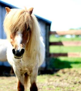 un cavallo marrone e bianco con lunghi capelli biondi di Cute Cottage on Working Farm for Farmstay Glamping Getaways to Virginia - Perfect for Animal Lovers a Fairview Altre 66 foto