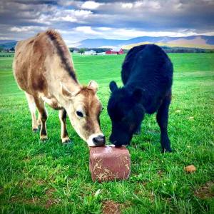 due mucche che mangiano cibo da una ciotola in un campo di Cute Cottage on Working Farm for Farmstay Glamping Getaways to Virginia - Perfect for Animal Lovers a Fairview