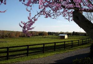a fence with a tree and a field with a barn at Pre-Civil War Servants' Cottage on Huge Horse and Cattle Farm near Charlottesville, Virginia in Gordonsville