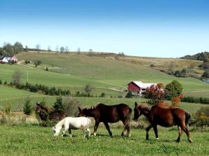 a group of horses and a white horse grazing in a field at Deep Creek Lake Cabin Rental with Hot Tub near Terra Alta, West Virginia in Cranesville