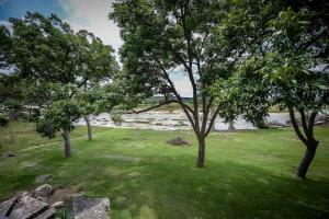 un gruppo di alberi in un campo vicino a un corpo idrico di Riverfront Cabin with Spacious Interior, Large Deck and Views in Texas a Wimberley