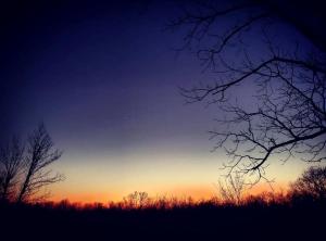 a silhouette of trees in a field at sunset at Rustic Container Accommodation for Glamping in Kentucky in Owenton