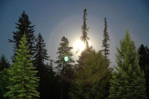 a group of trees with the sun shining behind them at Cozy Cabin on Horse Ranch near Kalispell, Montana in Kila