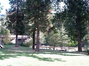 eine Gruppe von Bäumen in einem Hof mit Gras in der Unterkunft Spectacular Riverside Getaway Cabin with Claw Foot Bathtub in Castella, California in Dunsmuir