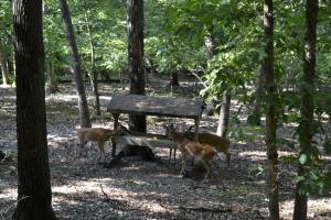 three deer standing around a bench in the woods at Apple Blossom Inn in Eureka Springs