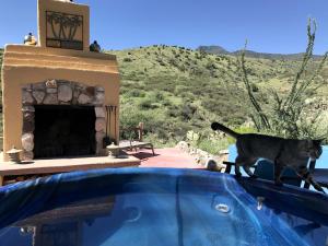 a black cat walking on the edge of a swimming pool at Peaceful Vacation Suite Rental Overlooking Mescal Canyon in Clarkdale, Arizona in Jerome