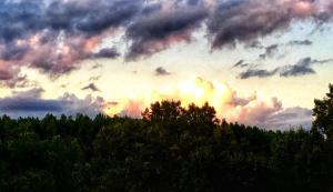 AvonにあるCharming Vacation Rental in a Barn on a Horse Farm near Afton Mountain in Virginiaの手前の木々が茂る曇空 +14枚の写真