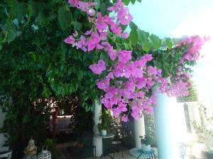 Um ramo de flores cor-de-rosa pendurado numa árvore. em Peggy's Villa-House with private pool 25' from Athens Intl Airport em Drafí