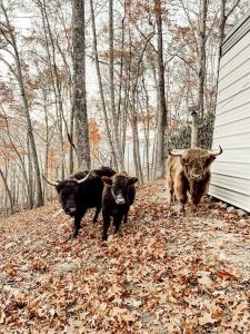 three cows walking in leaves next to a house at Stunning Pet-Friendly Treehouse for Relaxing Glamping Retreats in North Carolina in Retreat +78 photos