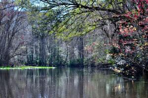 une masse d'eau avec des arbres à l'arrière-plan dans l'établissement Unique Glamping Rental with Amazing Hiking Trails near Gainesville, Florida, à Fort McCoy