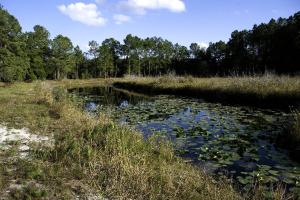 a pond with lily pads in a field at Historic One-Room Cabin near Ocala National Forest in Central Florida in Fort McCoy