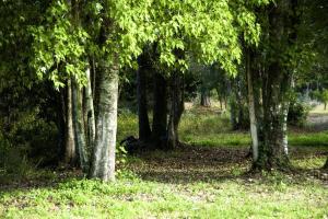 a group of trees in a field with grass at Historic One-Room Cabin near Ocala National Forest in Central Florida in Fort McCoy