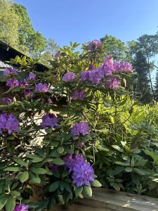 a bush of purple flowers on a fence at Hike & Ski Hideaway @ Lake Placid, NY in Lake Placid