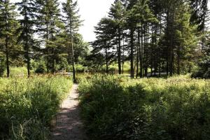 a path through a field of tall grass with trees at Four-Bedroom Luxury Vacation Rental on 80 Private Acres near Granite Peak, Wisconsin in Nutterville +29 photos