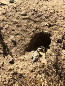 Fotografie z fotogalerie ubytování Secluded Yurt Perfect for Stargazing near Joshua Tree National Park, California v destinaci Sunfair Heights + 11 fotografií