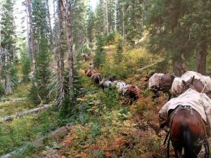 un branco di cavalli che camminano in una foresta di Traditional Log Cabin Rental near the Grand Tetons in Alpine, Wyoming ad Alpine