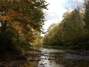 Un río con hojas en el agua y árboles. en Superb Family Cabin with Mountain Views and Deck in Shandaken, New York, en Shandaken