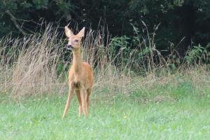 a deer standing in a field of tall grass at Chalet 2Relax in Zutendaal +75 photos