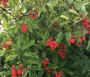 a tree with red berries on it with green leaves at Luxury Camping Tent Overlooking Kachemak Bay in Homer, Alaska in Fritz Creek