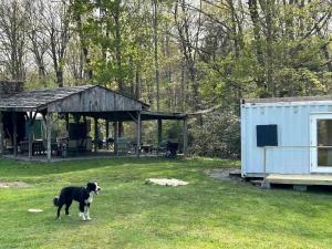 a black and white dog standing in a yard at Friendsville Renovated Container Rental, for True Glamping Experiences in Maryland in Friendsville