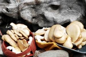 Jídlo v prázdninového domu nebo okolí