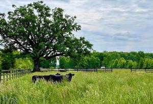 a cow standing in a field with a tree at Charming Cabin Surrounded by Woods and Fields in Oberlin, Ohio in Oberlin