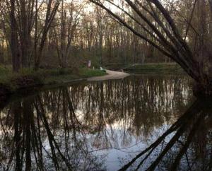 a reflection of a tree in a body of water at Cabin Surrounded by Sublime Nature near Lake Huron, Michigan in Port Austin