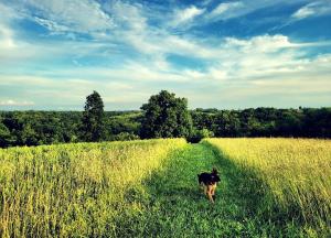 OwentonCozy Tiny House on Working Farm, for Fun Glamping Trips in Kentucky的狗穿过高大的草地