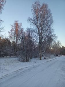 a snow covered road with trees on the side at A beautiful row house in Rovaniemi