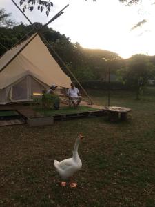 a duck standing in the grass in front of a tent at 5m Belle Tent for 4 people in Ban Huai Sok Noi