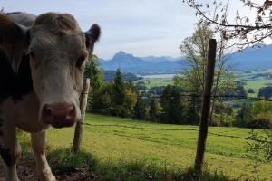 a cow is standing next to a fence at Apartment Alpenblick 12, Halblech im Allgäu, Bergblick pur - NEUERÖFFNUNG! in Berghof