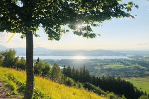 a tree on a hill with a view of a valley at Apartment Alpenblick 10, Halblech im Allgäu, Bergblick pur - NEUERÖFFNUNG! in Berghof